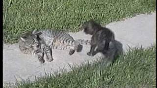 pitbull attacks cat [upl. by Safko]