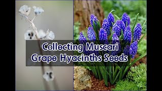 Collecting Muscari  Grape Hyacinth seeds UrduHindi [upl. by Galanti]