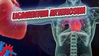 Ligamentum arteriosum  Human Heart and Cardiology ❤️❤️❤️🔊✅ [upl. by Noed]