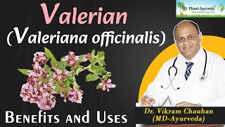 Valerian uses and Benefits [upl. by Annoiek291]