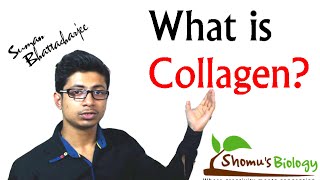 What is collagen collagen protein structure and function [upl. by Yrakcaz]