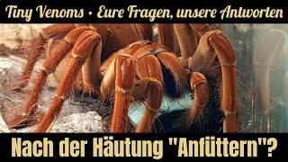 Vogelspinne hat sich gehäutet Wann nach Häutung das erste Futter anbieten  TeamTinyVenoms [upl. by Airbma128]