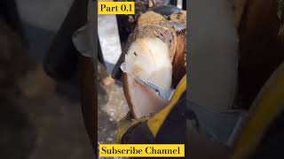 Cow Hoof Care and Treatment cuteanimal animals horse shorts shortsfeed shortvideo [upl. by Boarer]