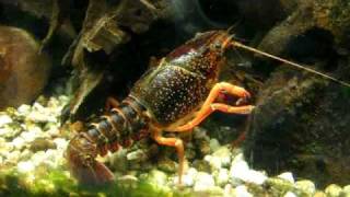 Beautiful red swamp crawfish  Roter Amerikanische Sumpfkrebs  Aquazoo 2048 [upl. by Wichern]