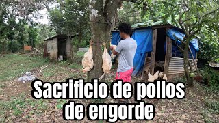 sacrificio POLLOS DE ENGORDE [upl. by Anitsyrhc]