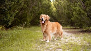 Can Golden Retrievers Herd Is it Suitable for Them [upl. by Naginarb]