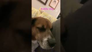 My dog face reveal [upl. by Mccready]