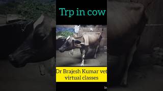 Trp in cow shortsDr Brajesh Kumar [upl. by Atiugal882]