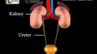 Kidney  Excretory System  Biology [upl. by Milore981]