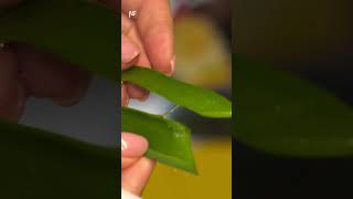 Aloe vera Doğanın sunduğu mucizevi bitki [upl. by Trillbee]