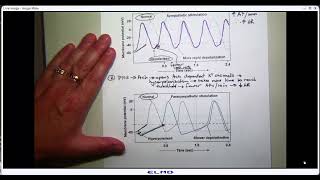 2024 Lecture 3 Sept 10 ventricular myocyte [upl. by Jeanna325]