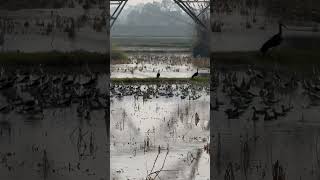 Black Winged Stilt youtube youtubeshorts youtuber shorts shortvideo short birds [upl. by Raleigh]