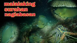 ep441 Dive1 banagan at malalaking surahan lumabas sa dating spot night spearfishing Philippines [upl. by Ymmak]