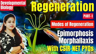 Regeneration Part1  Epimorphosis  Morphallaxis  Compensatory  Mode of Regeneration  CSIR PYQ [upl. by Courtnay]