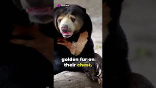 Top 5 UnBEARlievable Honey Sun Bear Facts [upl. by Bryn]