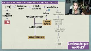 Sistema Renina Angiotensina Aldosterona [upl. by Liscomb209]