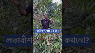 লতা বাঁশ দেখেছেন কখনো [upl. by Enelaehs]