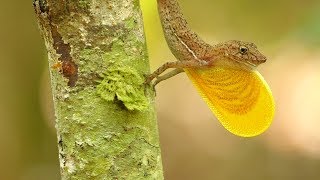 Unbelievable Anole Dewlap Display [upl. by Azeret]