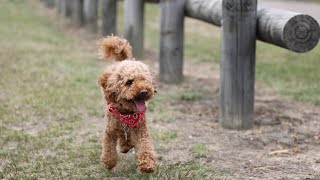 The Poodle Uncover the Secrets of This Elegant and Intelligent Dog [upl. by Anined]