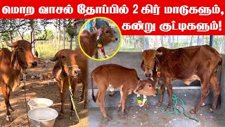 Gir Cow  Gir cow dairy farm  Gir cow video  கிர் சினை மாடுகள்  கிர் கிடாரிகள்  first gir Gai [upl. by Kerrison192]