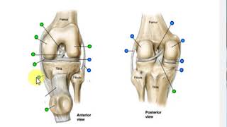 Knee joint quiz [upl. by Kirsti]