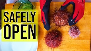 3 Safe Ways to Open Sea Urchins and Easily Extract RoeUni [upl. by Lamek]