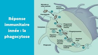 La réponse immunitaire innée  la phagocytose  Première Spécialité SVT [upl. by Yasui]