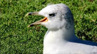 RingBilled Gull In Distress HQ HD [upl. by Jevon]