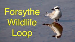 Forsythe Wildlife Refuge Loop herons egrets ospreys [upl. by Peyter]