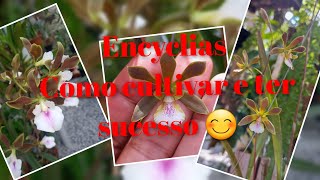 Encyclia Argentinensis dicas de cultivo e como preservar raízes nos replantes 🌸🌺🌼 [upl. by Uyekawa]