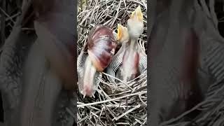 CloseUp Footage of Birds Nesting and Feeding [upl. by Nerrawed]