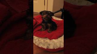 🐶 My Adorable Teacup Yorkie The Cutest Pup 🐶❤️ TeacupYorkie CuteDogs YorkshireTerrier [upl. by Edras]