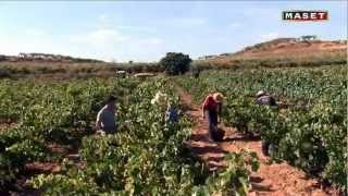 6  La vendimia y la fermentación alcohólica [upl. by Ailb]