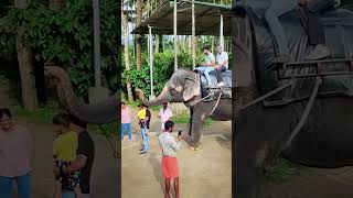 😍🐘❤️ Unique Experience with Elephant Ride in Kerala India ❤️ 1 [upl. by Afatsum]