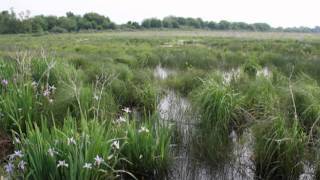 Wetlands more valuable wet or dry [upl. by Rubie]