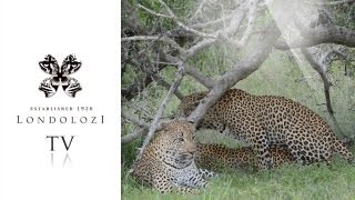 Two Male Leopards Mate with Female Leopard Londolozi TV [upl. by Fryd]