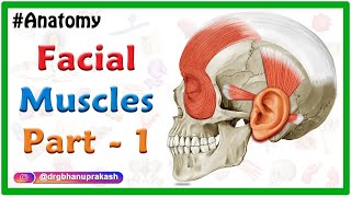 Facial muscles Anatomy animation Part 1  Neck and Auricular muscle group [upl. by Aniroz]