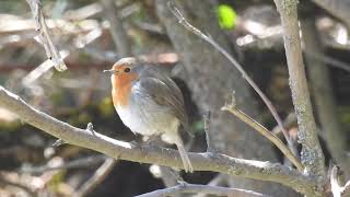 Erithacus rubecula  Petirrojo europeo  European robin [upl. by Bald]