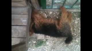 Rat hunting  Bodri the welsh terrier [upl. by Oicnoel]