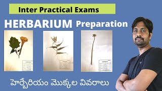 Inter Botany Practical Herbarium Plants  హెర్బేరియం మొక్కల వివరాలు [upl. by Darooge]