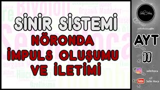 2 Sinir Sistemi  Nöronda İmpuls Oluşumu ve İletimi [upl. by Gavrila]