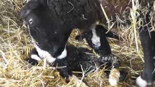 Zwartbles Lambing [upl. by Llennaj529]