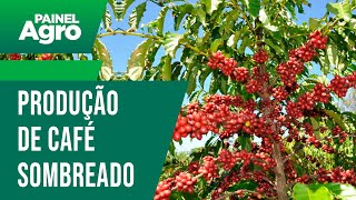 Entenda como é a produção de café sombreado [upl. by Hadley978]