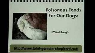 Poisonous dog foods for your German Shepherd [upl. by Den162]