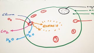 eSVT La respiration cellulaire et ses échanges [upl. by Eelirrem]