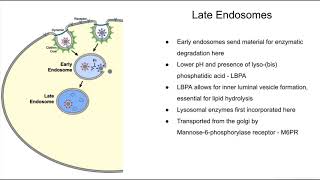 Summary of the endocytic pathway and lysosomal dysfunctions [upl. by Anders393]