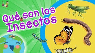 Qué son los Insectos Tipos de Insectos Videos Educativos para Niños [upl. by Tezzil788]