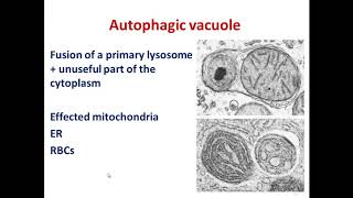 4 lysosomes [upl. by Sioled]