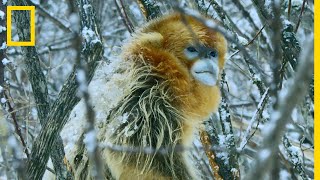 Que mangent les singes pour se maintenir au chaud durant lhiver [upl. by Conley867]