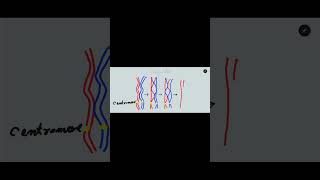 Crossing over in meiosis one Synapsis bivalent tetrad and chiasmata formation [upl. by Falconer287]